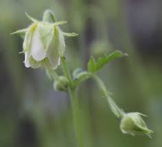 Image result for Geum rivale