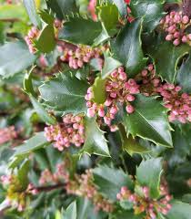 Attēlu rezultāti vaicājumam “Ilex x meserveae”