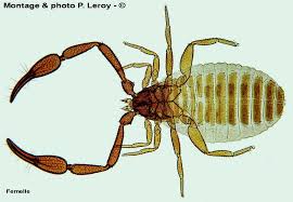 Attēlu rezultāti vaicājumam “Chelifer cancroides”