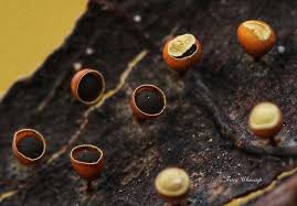 Attēlu rezultāti vaicājumam “Craterium minutum macro”