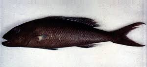 Image result for Aprion virescens