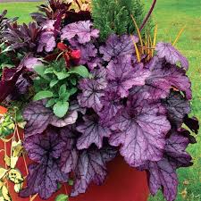 Image result for Heuchera `Swirling Fantasy`