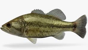Image result for Micropterus salmoides