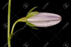 Attēlu rezultāti vaicājumam “Campanula persicifolia bud”