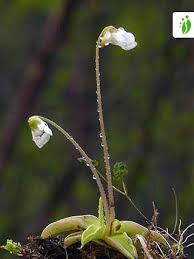 Attēlu rezultāti vaicājumam “Pinguicula alpina”