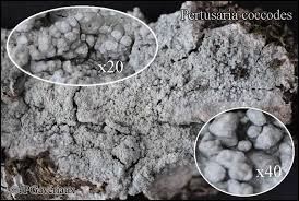 Attēlu rezultāti vaicājumam “Pertusaria coccodes”