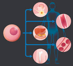 Image result for BMAC