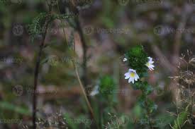 Image result for Euphrasia stricta