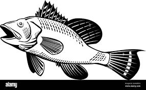 Image result for Centropristis striata