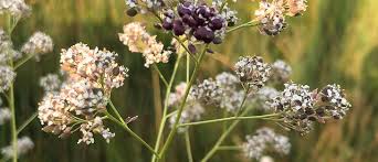 Attēlu rezultāti vaicājumam “Lepidium latifolium flower”