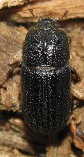 Attēlu rezultāti vaicājumam “Ceruchus chrysomelinus imago”