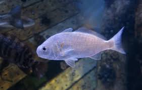 Image result for Leiostomus xanthurus