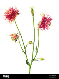 Image result for Aquilegia vulgaris `Nora Barlow`