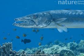 Image result for Sphyraena barracuda