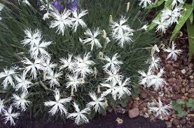 Attēlu rezultāti vaicājumam “Dianthus arenarius bud”