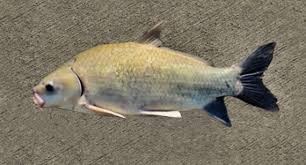 Image result for Ictiobus cyprinellus