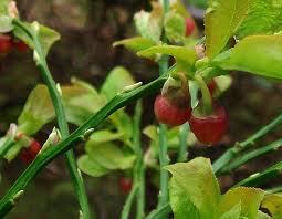 Attēlu rezultāti vaicājumam “Vaccinium myrtillus flower”