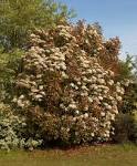 File:<b>Photinia</b> fraseri A.jpg