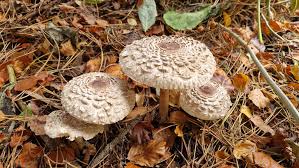 Attēlu rezultāti vaicājumam “Macrolepiota”