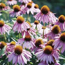 Image result for Echinacea purpurea
