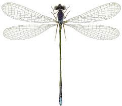 Attēlu rezultāti vaicājumam “Nehalennia speciosa”