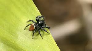 Attēlu rezultāti vaicājumam “Xanthogramma sp.”