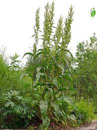 Attēlu rezultāti vaicājumam “Rumex hydrolapathum”