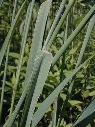 Attēlu rezultāti vaicājumam “Phleum pratense”