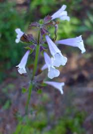 Attēlu rezultāti vaicājumam “Libanotis montana leaf”