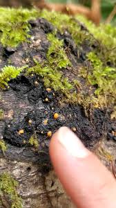 Attēlu rezultāti vaicājumam “Lycogala exiguum aggr. spores”