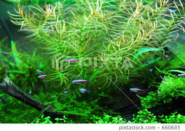 「水蘊草」的圖片搜尋結果