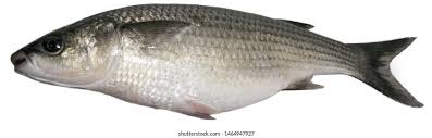 Image result for Chelon labrosus
