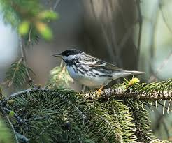 Image result for Dendroica striata