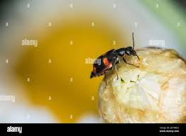 Attēlu rezultāti vaicājumam “Anthocomus fasciatus”