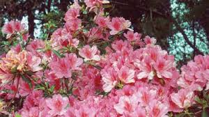 Attēlu rezultāti vaicājumam “Balsaminaceae”