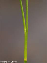 Attēlu rezultāti vaicājumam “Juncus alpinoarticulatus leaf”