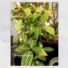 Attēlu rezultāti vaicājumam “Alisma gramineum leaf”