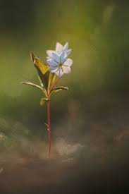 Attēlu rezultāti vaicājumam “Trientalis europaea flower”