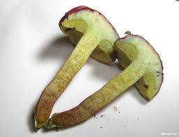 Attēlu rezultāti vaicājumam “Xerocomus rubellus”