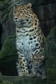 Image result for Essex Leopards