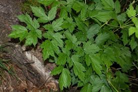 Attēlu rezultāti vaicājumam “Actaea spicata”