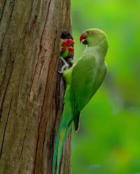 Image result for Psittacula krameri