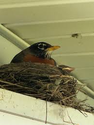 Attēlu rezultāti vaicājumam “Erithacus rubecula nest”