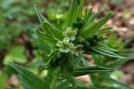 Attēlu rezultāti vaicājumam “Lithospermum officinale”