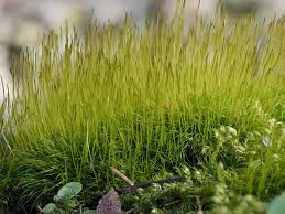 Attēlu rezultāti vaicājumam “Hymenostylium recurvirostrum macro”