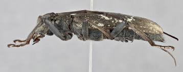 Attēlu rezultāti vaicājumam “Monochamus urussovi”