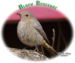 Attēlu rezultāti vaicājumam “Phoenicurus ochruros”