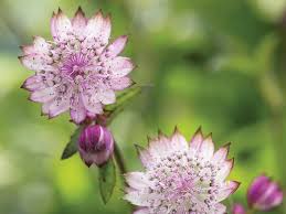 Attēlu rezultāti vaicājumam “Astrantia major flower”