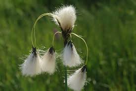 Attēlu rezultāti vaicājumam “Eriophorum angustifolium”
