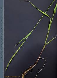 Attēlu rezultāti vaicājumam “Hordelymus europaeus”